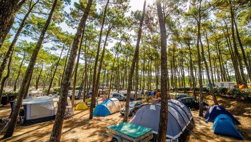 Camping au milieu d'une forêt de pins dans les Landes